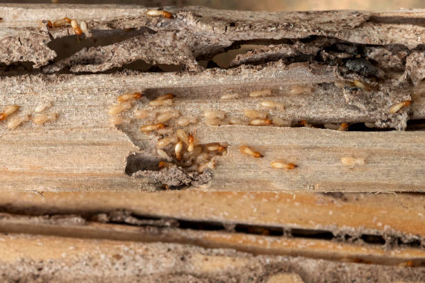 Best Flea Control Services  in La Marque, TX