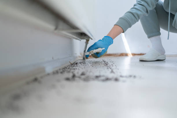 Best Ant Control Services  in La Marque, TX